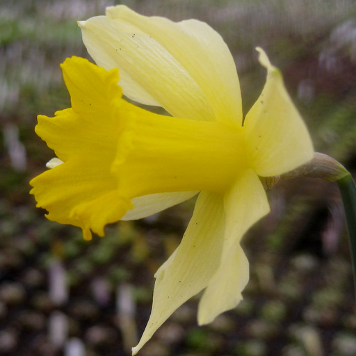 Narcissus pseudonarcissus 'lobularis' - Click Image to Close